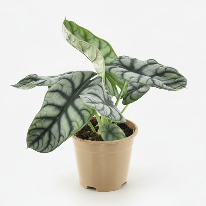 Alocasia Nebula Silver Compacta — Ø14 cm — H30 cm - Verdeia