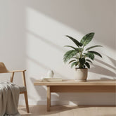 Alocasia Nebula Silver Compacta — Ø14 cm — H30 cm - Verdeia