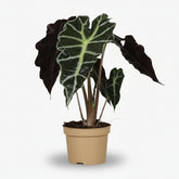 Alocasia Polly – Oreille d&