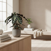 Alocasia Polly – Oreille d&