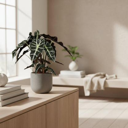 Alocasia Polly – Oreille d&