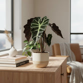 Alocasia Polly – Oreille d&