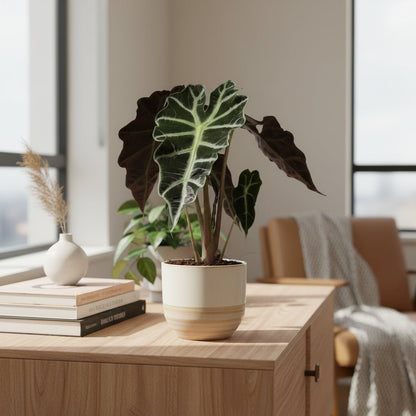 Alocasia Polly – Oreille d&