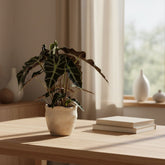 Alocasia Polly – Oreille d&