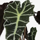 Alocasia Polly – Oreille d&