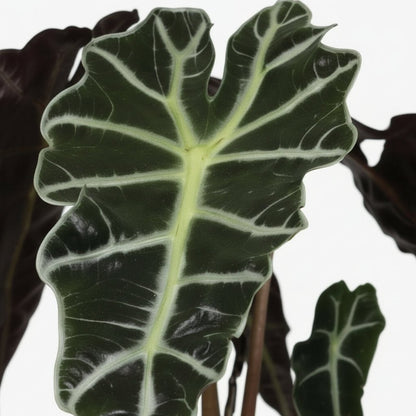 Alocasia Polly – Oreille d&