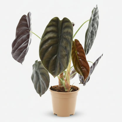 Alocasia Red Secret — Oreille d&