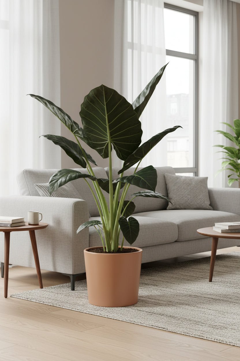 Alocasia Regal Shield — Oreille d&