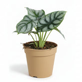 Alocasia Silver Dragon - 12 x 25 cm - Verdeia