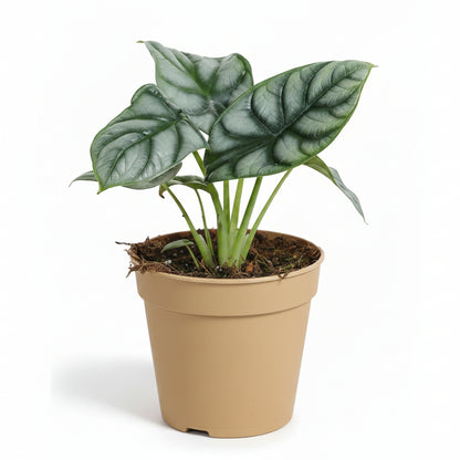 Alocasia Silver Dragon - 12 x 25 cm - Verdeia