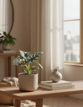 Alocasia Silver Dragon - 12 x 25 cm - Verdeia