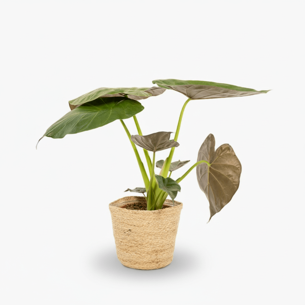 Alocasia Wentii avec panier Selin – Ø19 cm – H65 cm - Verdeia