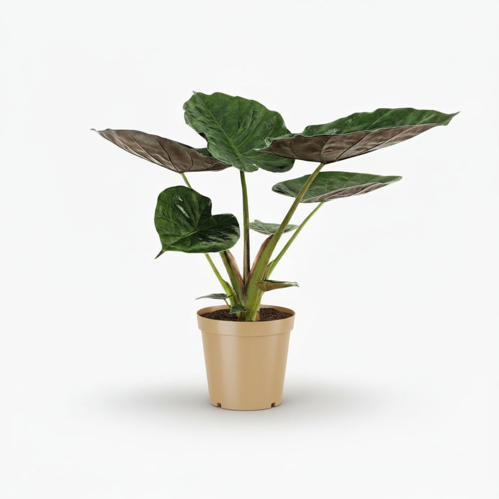 Alocasia wentii – Oreille d’éléphant tropicale - Verdeia
