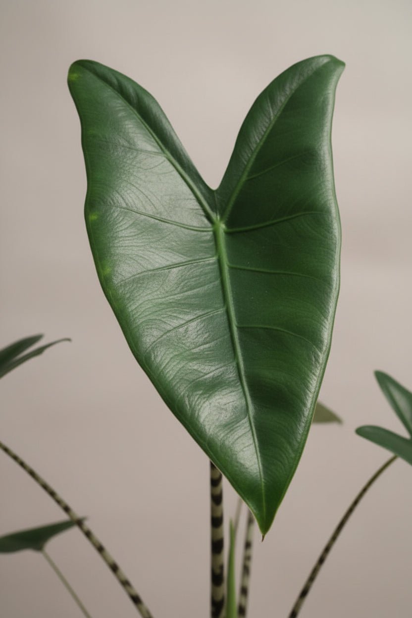 Alocasia Zebrina — Oreille d&