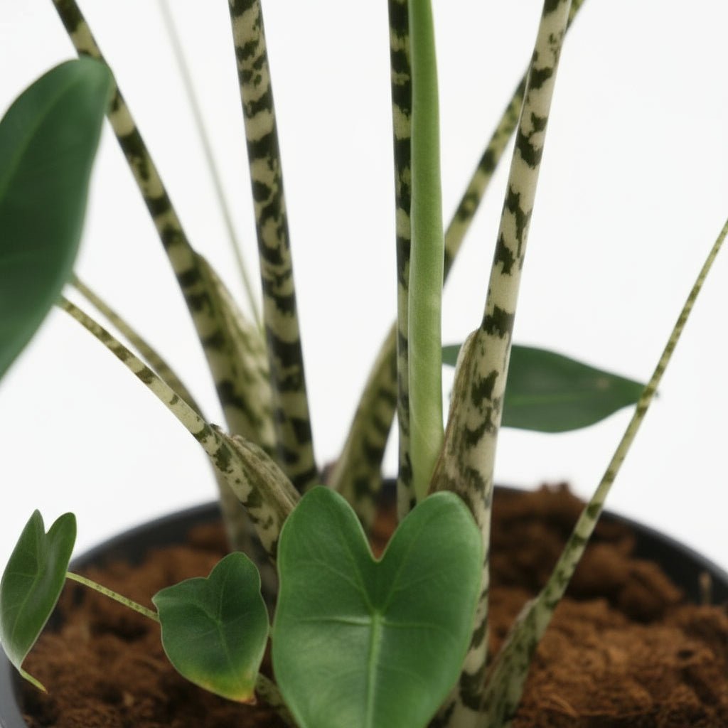Alocasia zebrina – Oreille d’éléphant zébrée - Verdeia