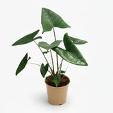 Alocasia zebrina – Oreille d’éléphant zébrée - Verdeia