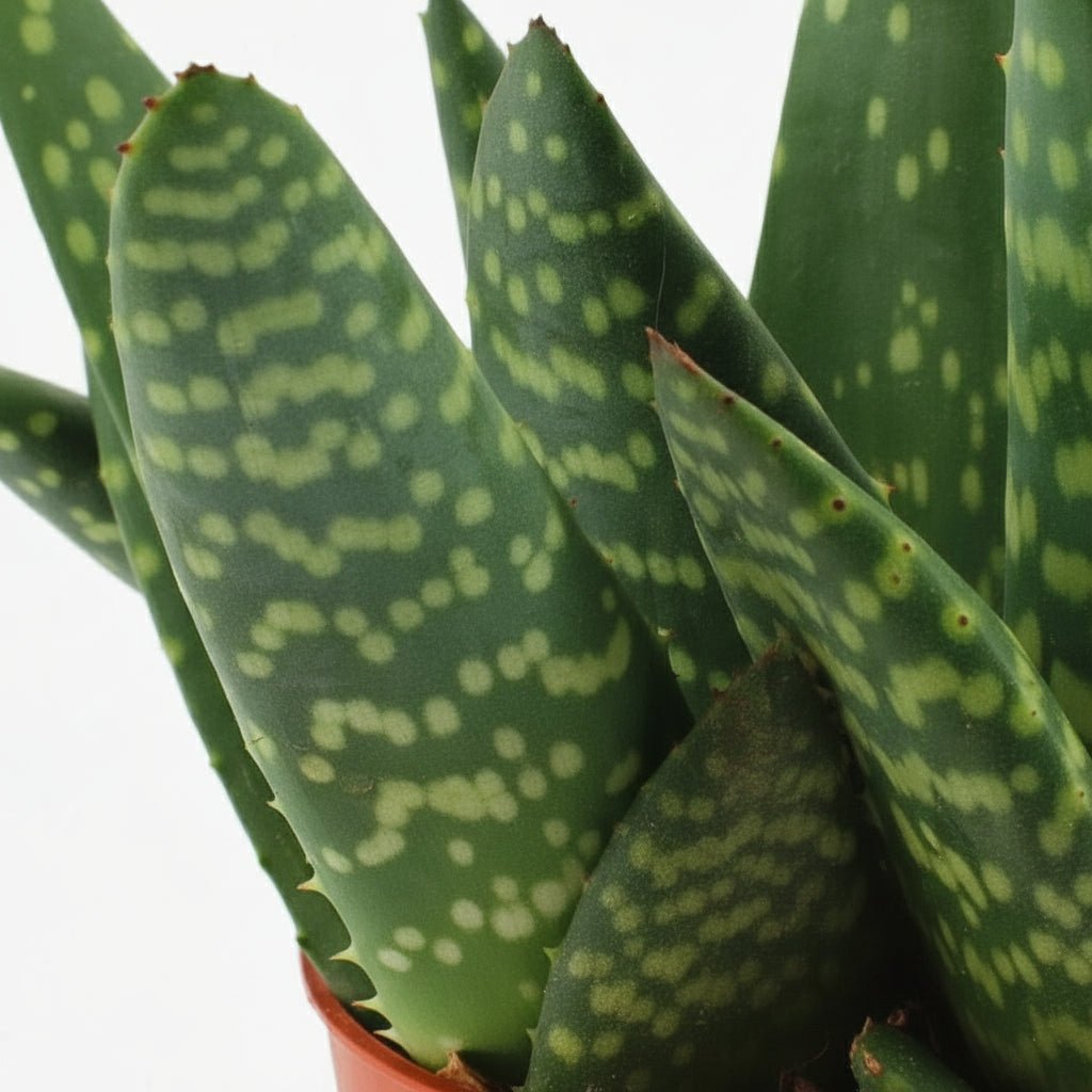 Aloe paradisicum — D10,5 x H15 cm - Verdeia