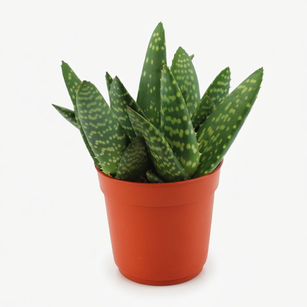Aloe paradisicum — D10,5 x H15 cm - Verdeia