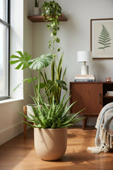 Aloe Spider — Ø10,5 cm — H15 cm - Verdeia