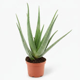 Aloe vera – Plante succulente purifiante - Verdeia