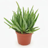 Aloe vera – Plante succulente purifiante - Verdeia