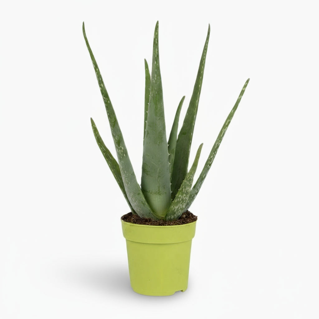 Aloe vera – Plante succulente purifiante - Verdeia