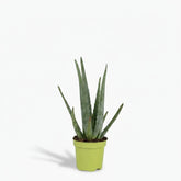 Aloe vera – Plante succulente purifiante - Verdeia
