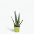 Aloe vera – Plante succulente purifiante - Verdeia