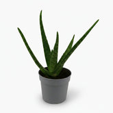Aloe vera – Plante succulente purifiante - Verdeia