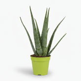 Aloe vera – Plante succulente purifiante - Verdeia
