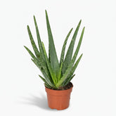 Aloe vera – Plante succulente purifiante - Verdeia