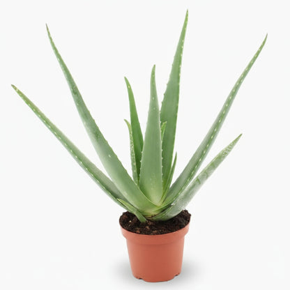 Aloe vera – Plante succulente purifiante - Verdeia