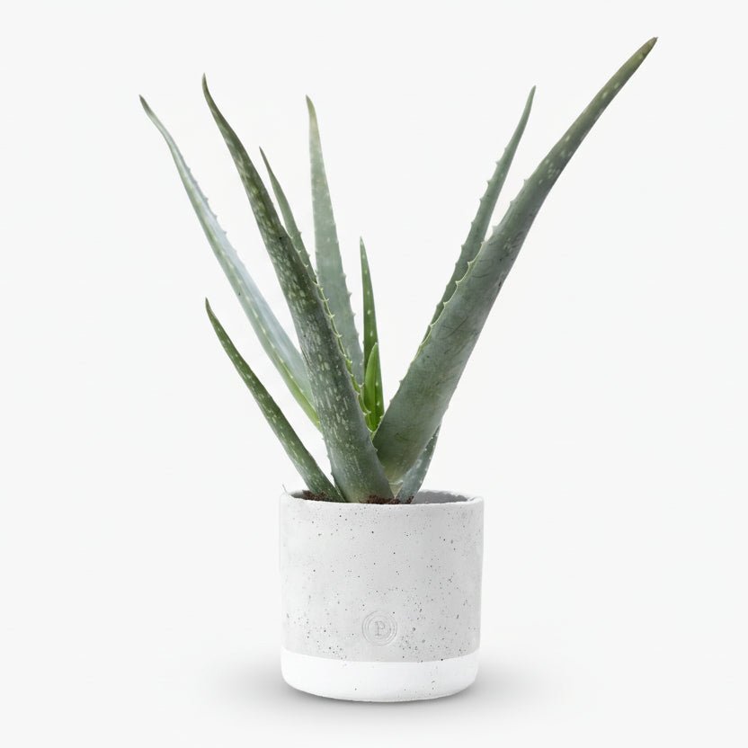 Aloe Vera + Pot céramique jade — Ø12 cm — H45 cm - Verdeia