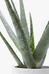 Aloe Vera + Pot céramique jade — Ø12 cm — H45 cm - Verdeia