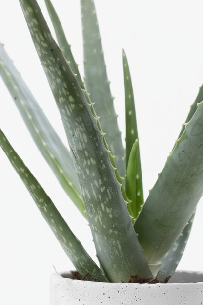 Aloe Vera + Pot céramique jade — Ø12 cm — H45 cm - Verdeia