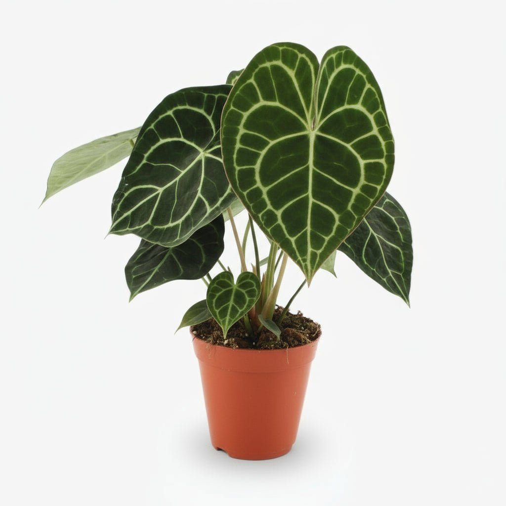 Anthurium Clarinervium — Ø15 cm — H25 cm - Verdeia
