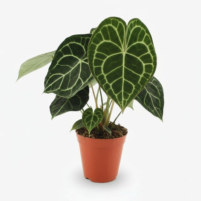Anthurium Clarinervium — Ø15 cm — H25 cm - Verdeia