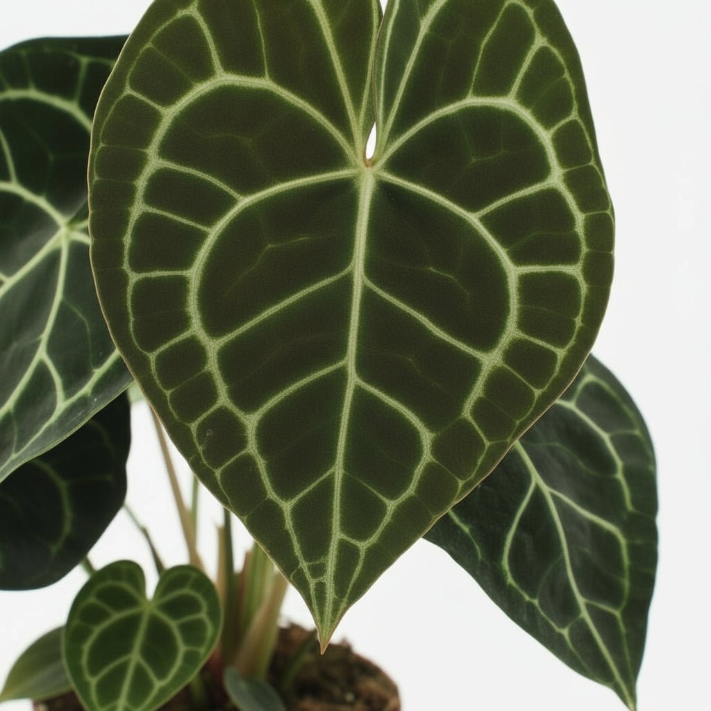 Anthurium Clarinervium — Ø15 cm — H25 cm - Verdeia