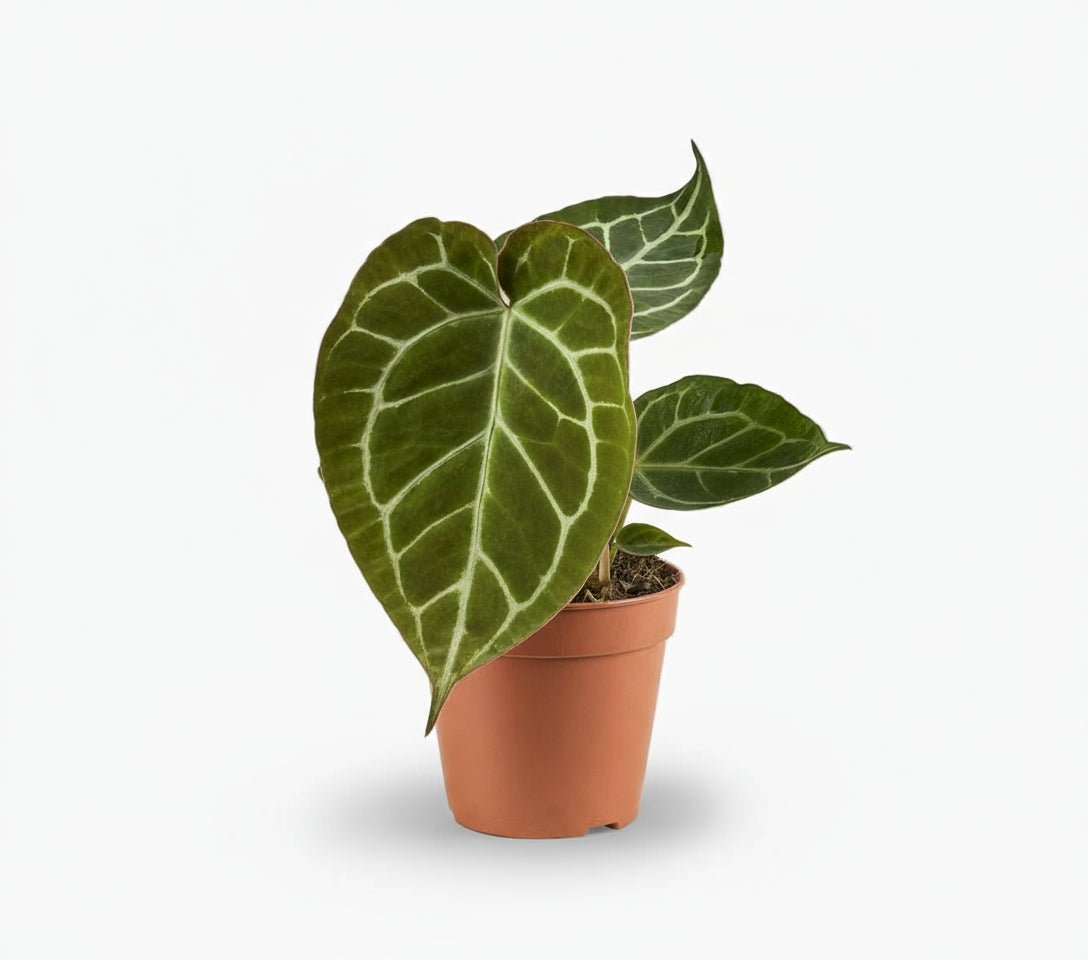 Anthurium Crystallinum - 12 x 20 cm - Verdeia