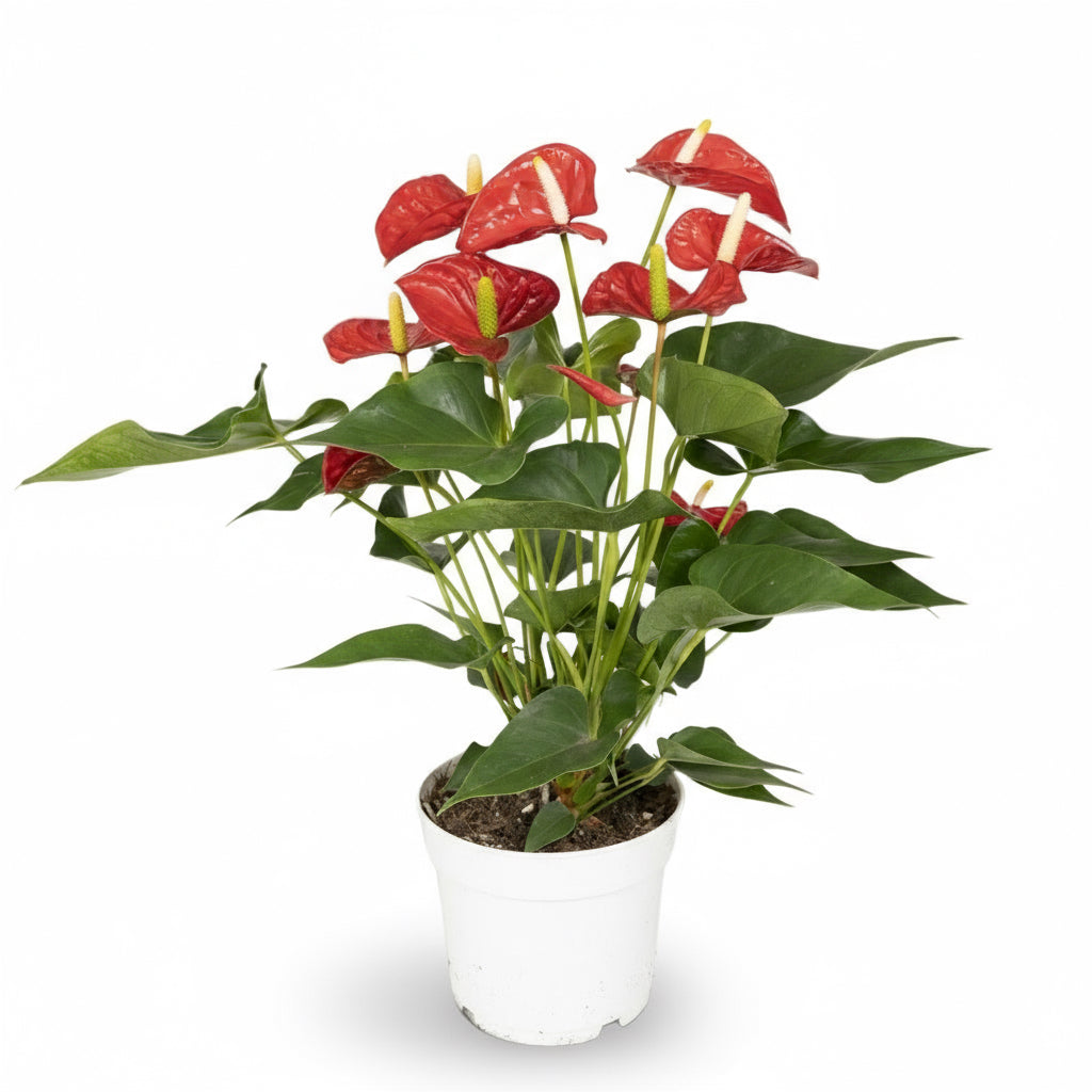 Anthurium Red – Fleur de Flamant / Langue de feu - Verdeia