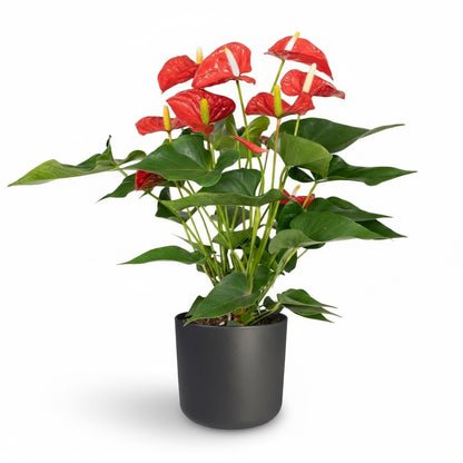 Anthurium Red – Fleur de Flamant / Langue de feu - Verdeia