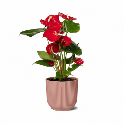 Anthurium Red – Fleur de Flamant / Langue de feu - Verdeia