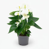 Anthurium White — Ø12 cm — H43 cm - Verdeia