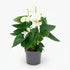 Anthurium White — Ø12 cm — H43 cm - Verdeia