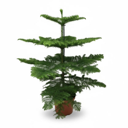 Araucaria heterophylla – Pin de Norfolk – Ø21cm – ↕70cm - Verdeia