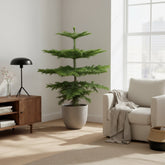 Araucaria heterophylla – Pin de Norfolk – Ø21cm – ↕70cm - Verdeia