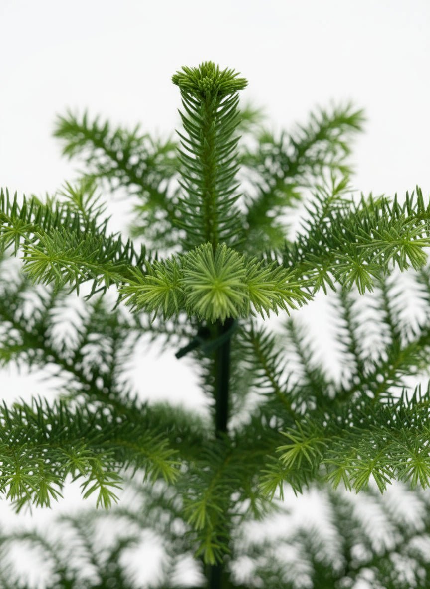 Araucaria heterophylla — Sapin de Norfolk - Verdeia