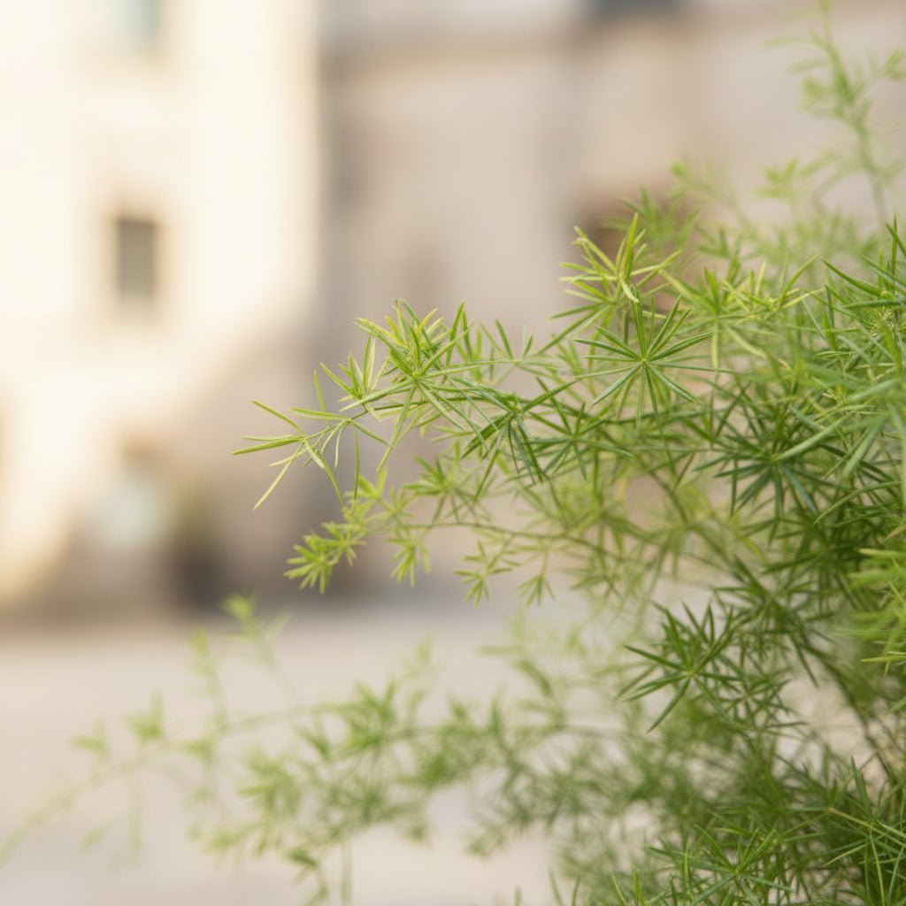 Asparagus densiflorus ‘Sprengeri’ – Asperge d’ornement retombante – Ø17cm – ↕35cm - Verdeia