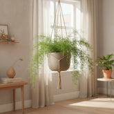 Asparagus densiflorus ‘Sprengeri’ – Asperge d’ornement retombante – Ø17cm – ↕35cm - Verdeia