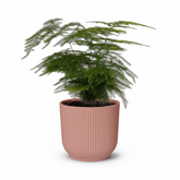 Asparagus setaceus – Fougère d’Asperge - Verdeia